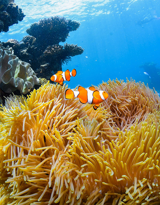 Go snorkelling on the Great Barrier Reef 