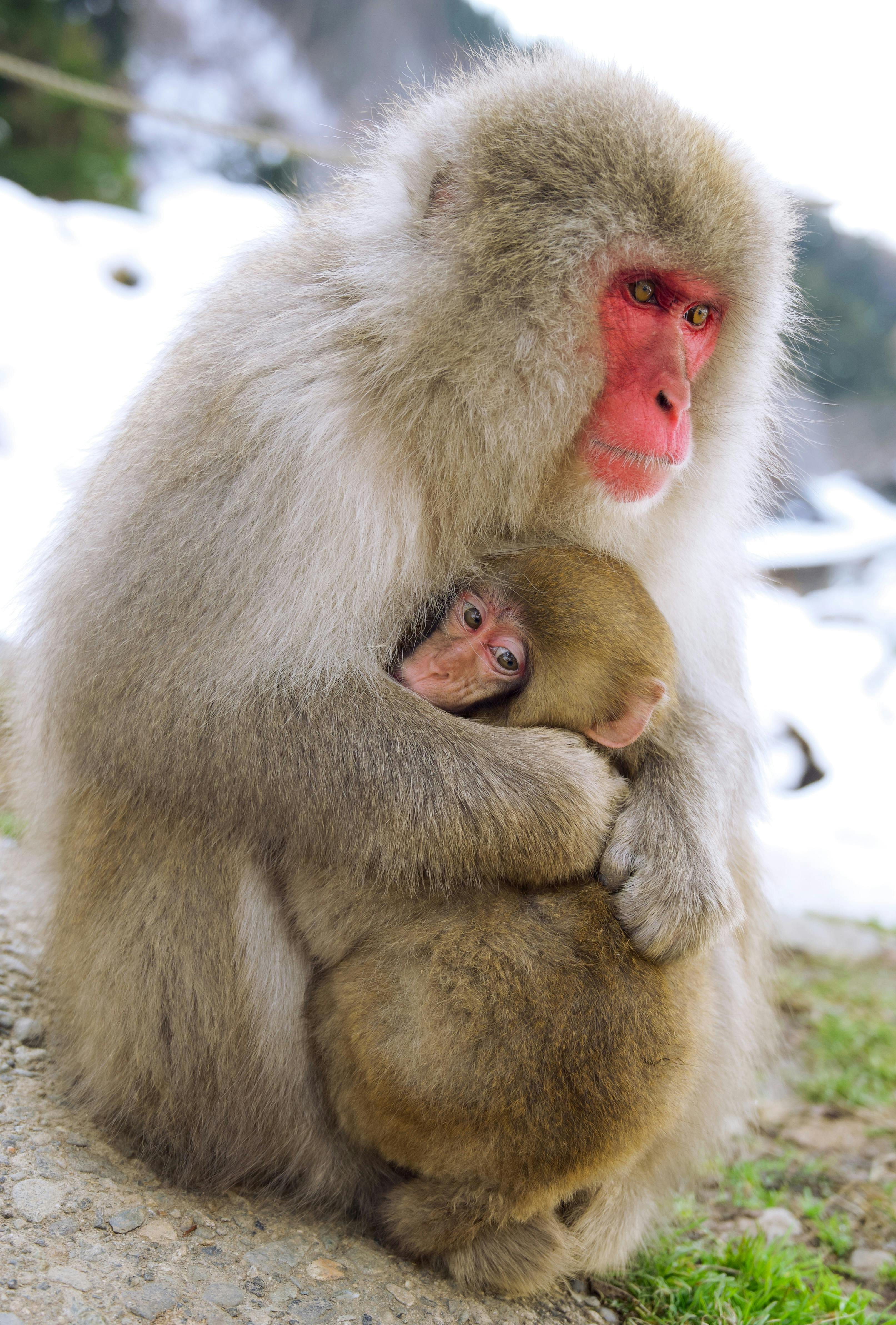 Day 7: Shrines, Monkeys & Bamboo Forests