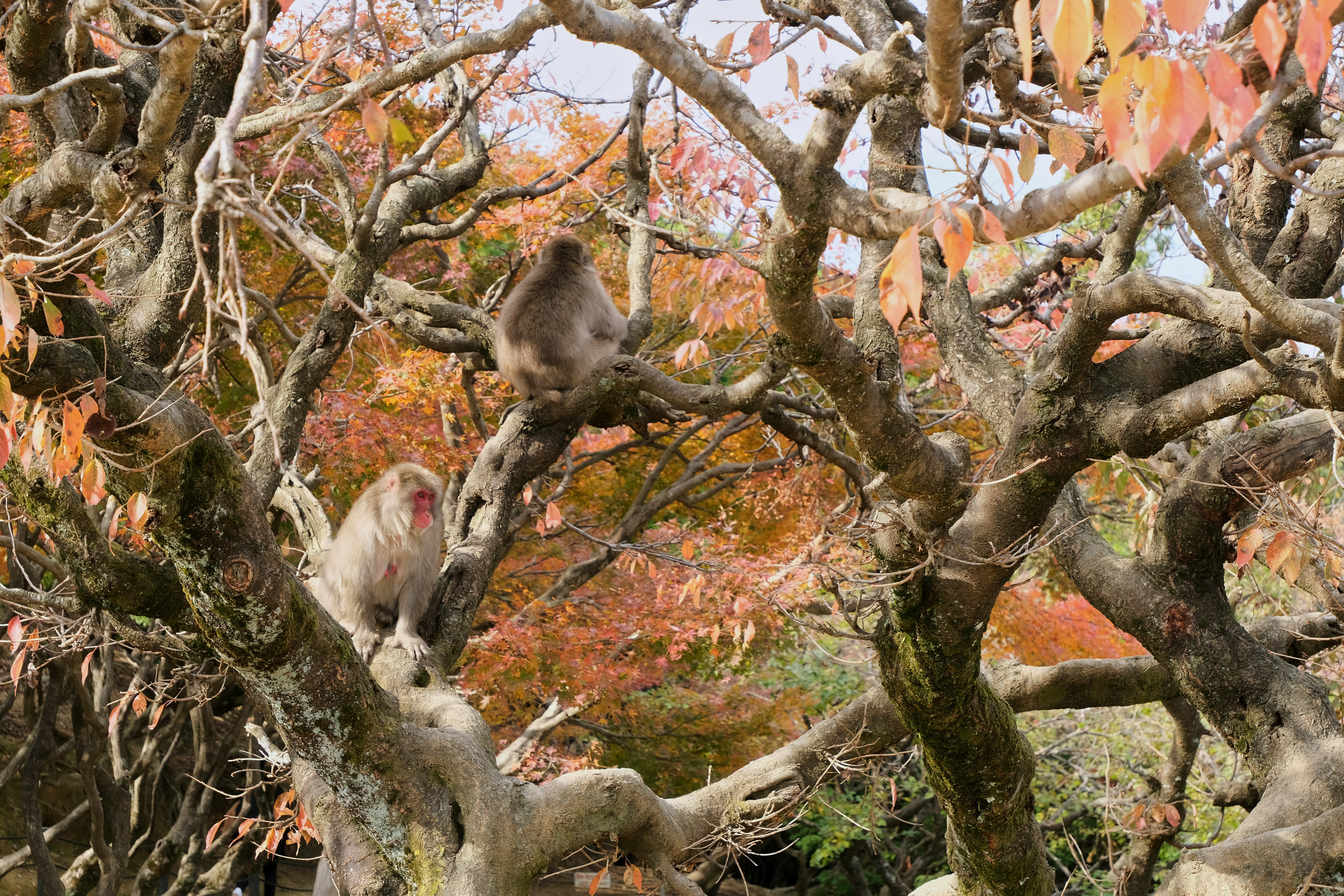 Day 7: Shrines, Monkeys & Bamboo Forests