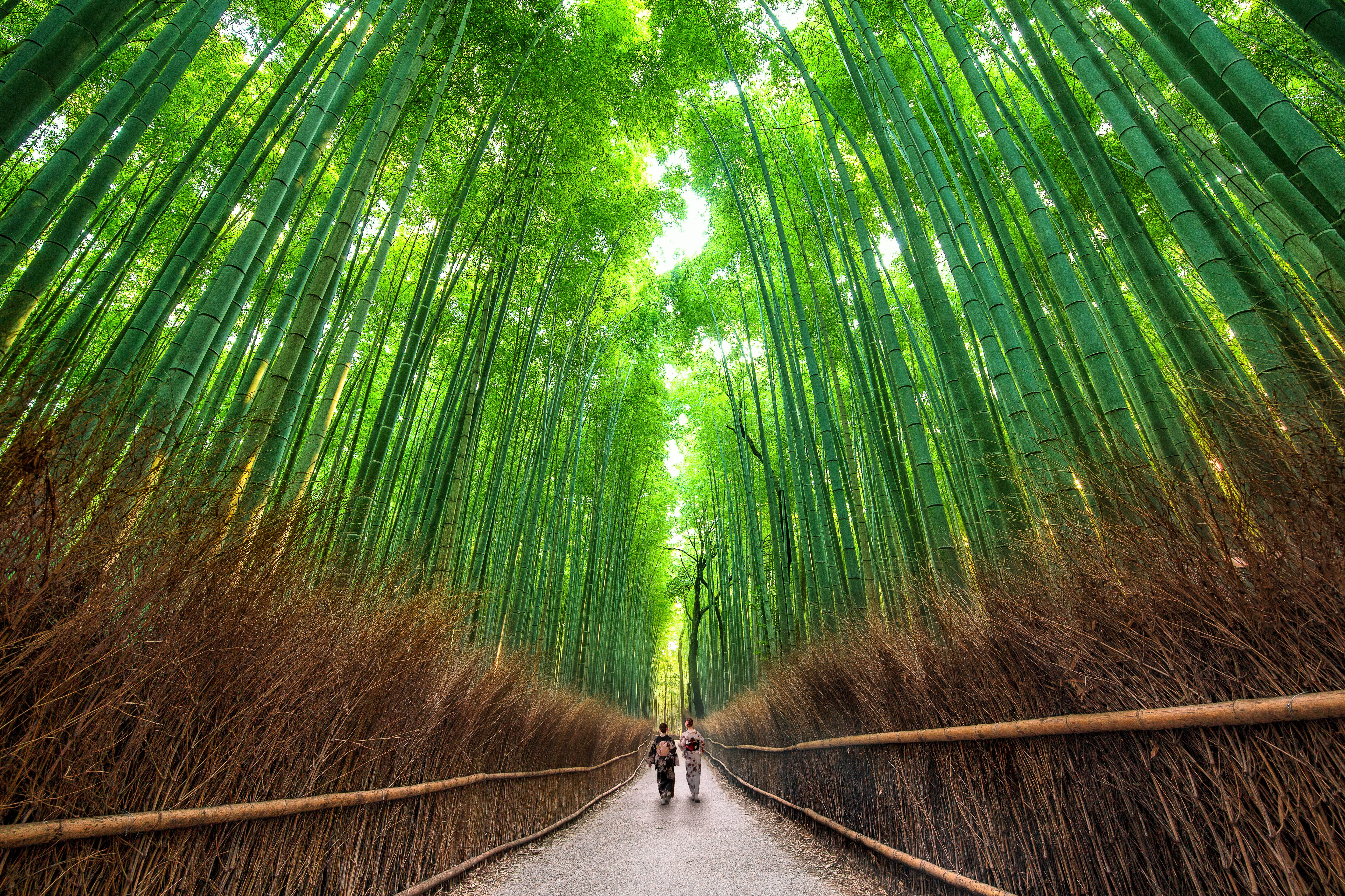 Day 7: Shrines, Monkeys & Bamboo Forests