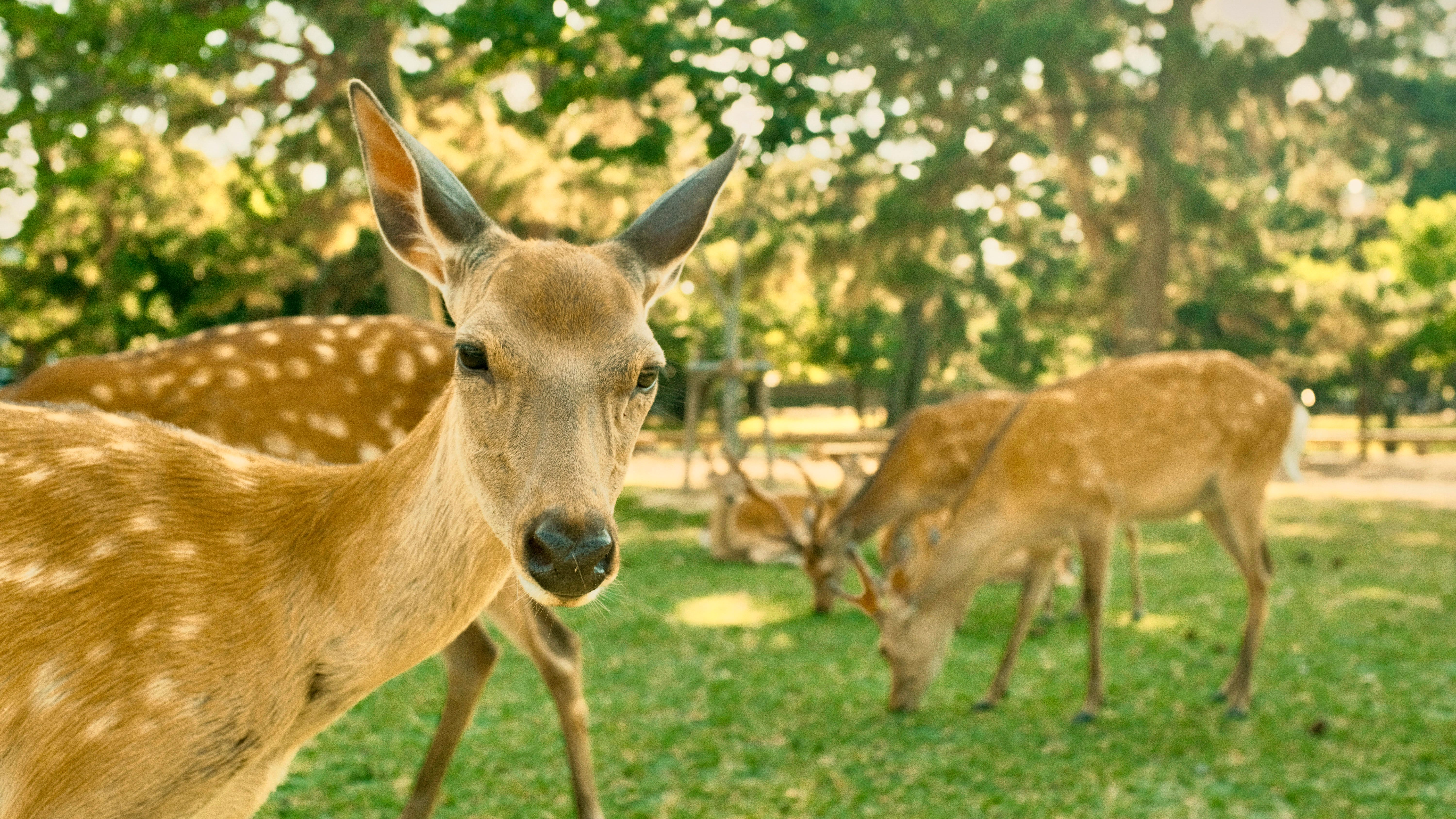 Day 9: Nara’s Deer, Osaka Castle & Street Food 🦌