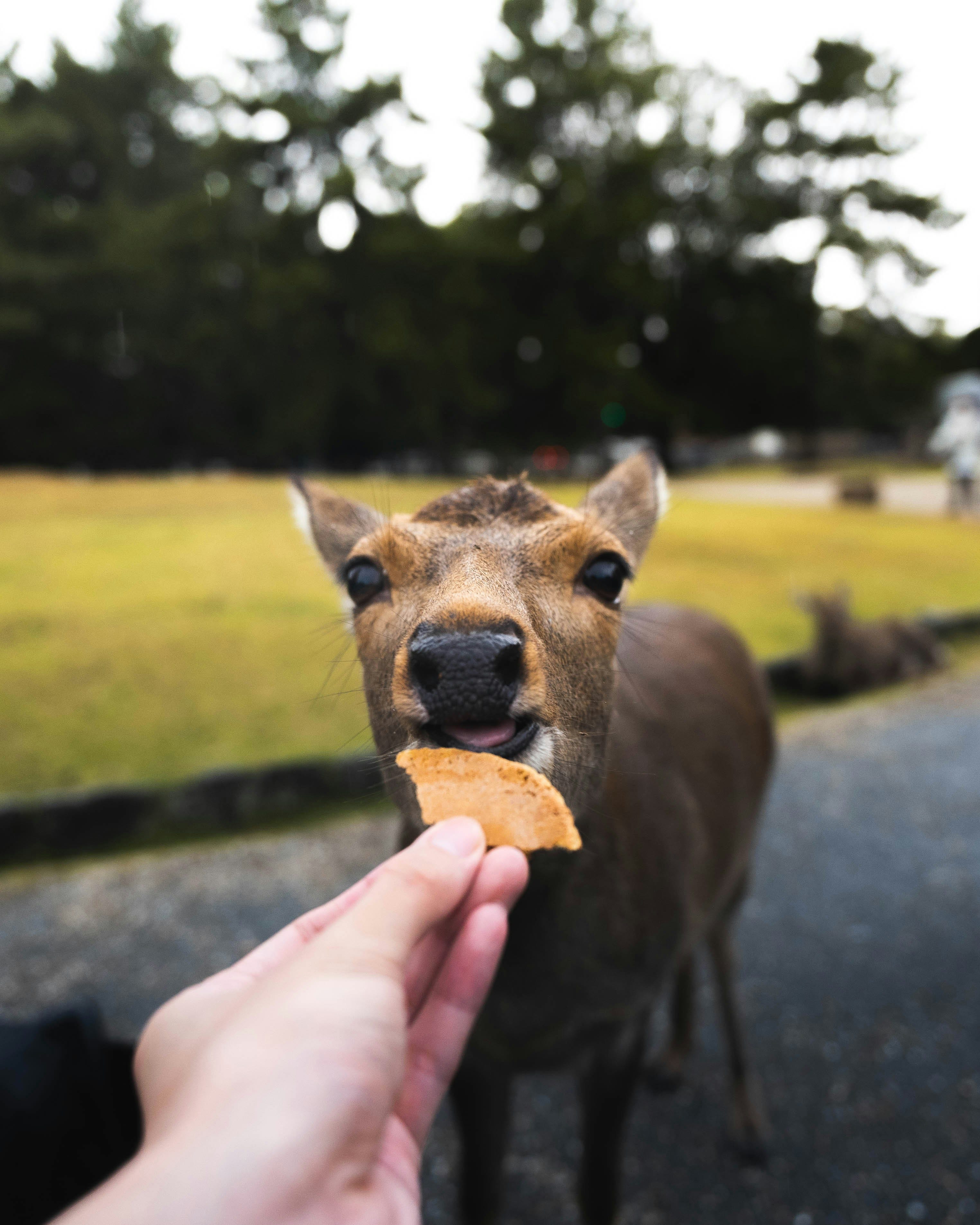 Day 9: Nara’s Deer, Osaka Castle & Street Food 🦌