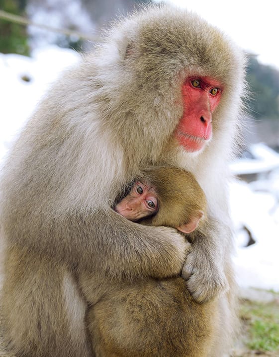 Spot red-faced Japanese macaques in the forest