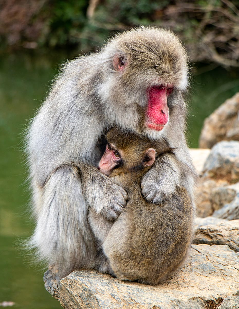 Spot red-faced Japanese macaques in the forest