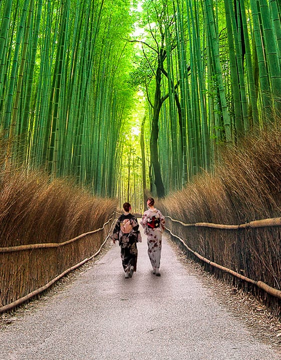Stand beneath the towering bamboo of Arashiyama Forest