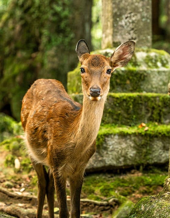 Stroll through Nara’s parks & meet the famous bowing deer