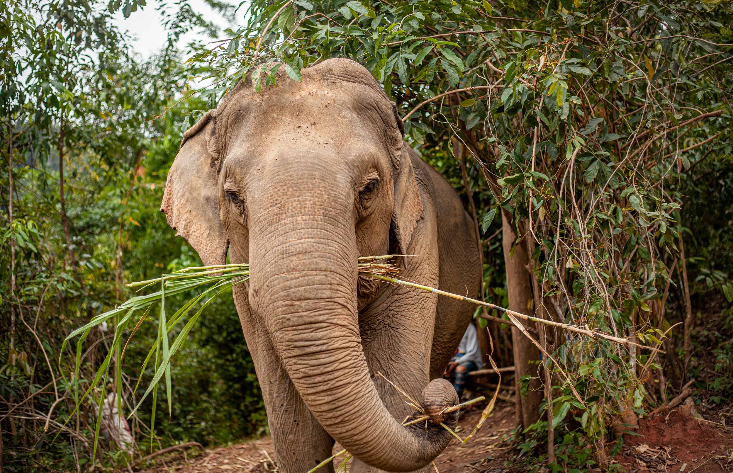 Day 10 & 11: Welcome to Chiang Mai – where the adventure truly begins!